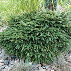    Picea omorika Karel